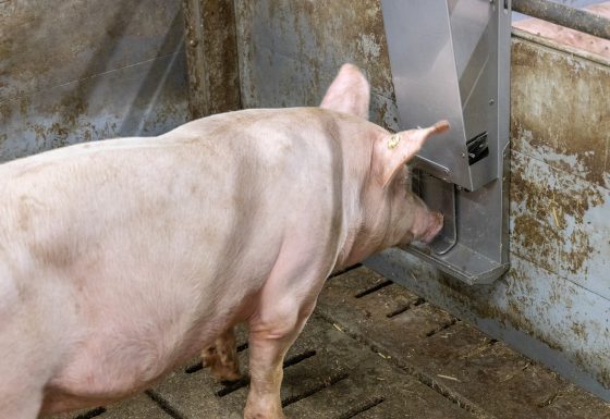 HarKo Strohpellets